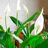 SPATHIPHYLLUM sau Crinul Pacii - Ingrijire SPATHIPHYLLUM sau Crinul Pacii - Ingrijire